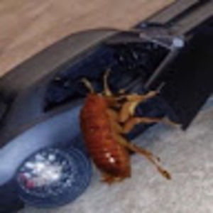 Meet your Posher, Mia